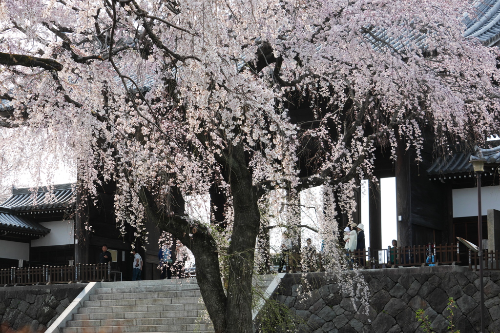 見頃を迎えた枝垂桜
