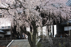 見頃を迎えた枝垂桜