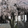 見頃を迎えた枝垂桜
