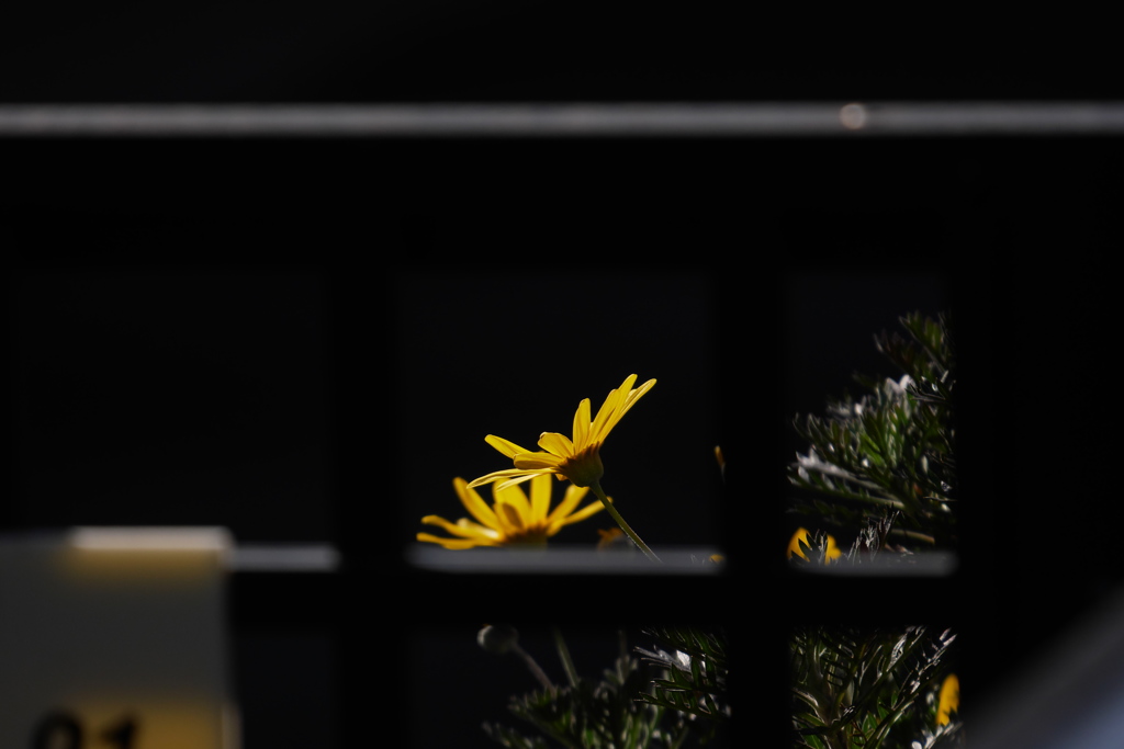 お隣の花に陽が当たる