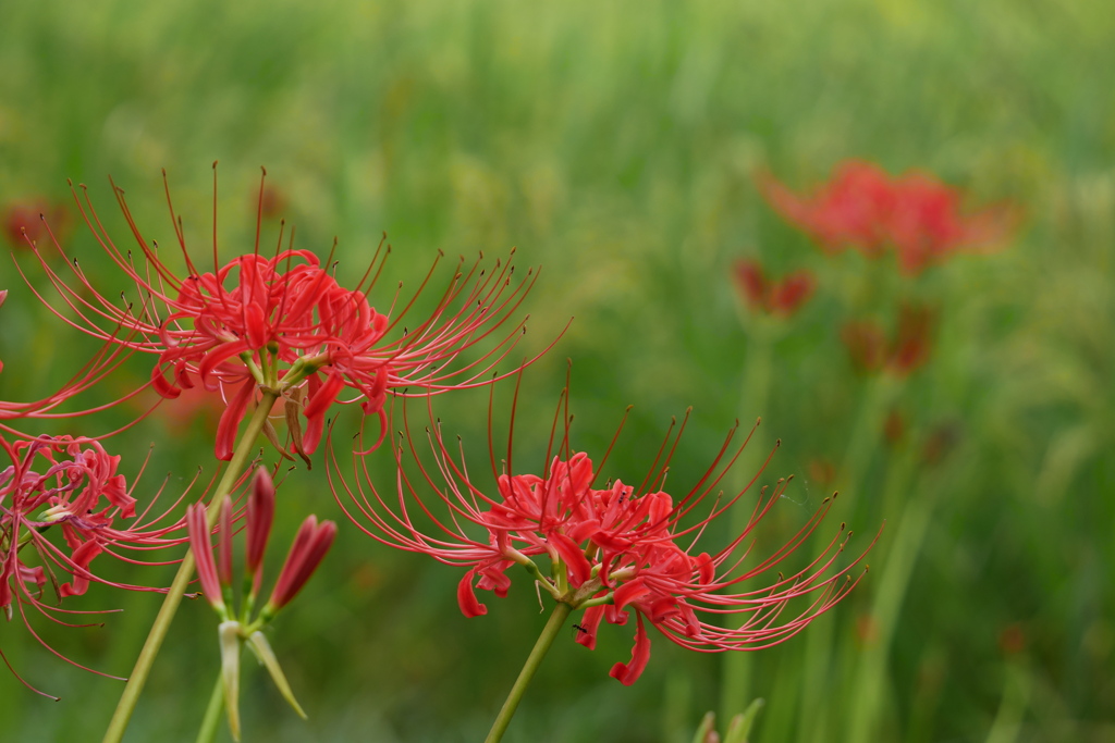 稲穂と紅い曼殊沙華