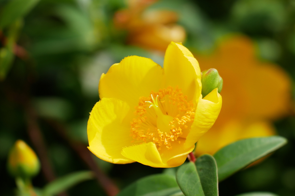 花盛りキンシバイ