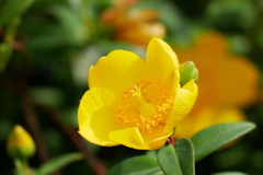 花盛りキンシバイ