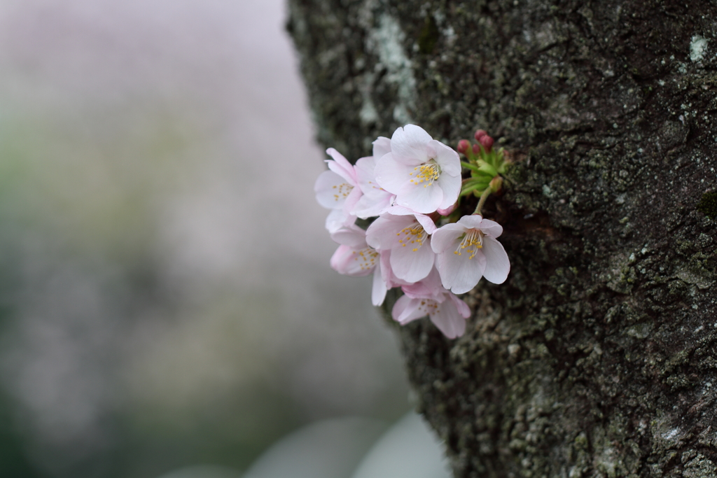胴吹き桜、雨色の空気感で