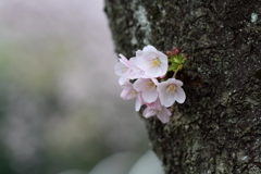 胴吹き桜、雨色の空気感で