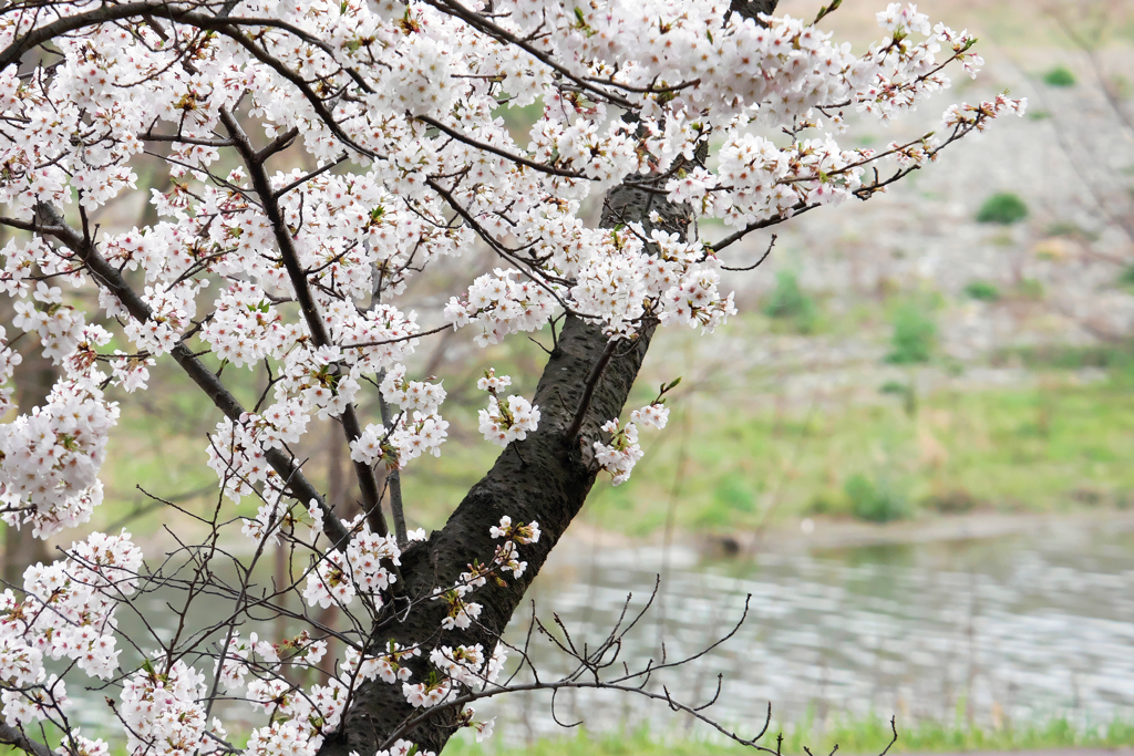 多摩川沿いに咲くソメイヨシノ