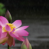 降る雨を歓ぶように