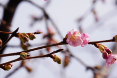 咲き始めていた河津桜