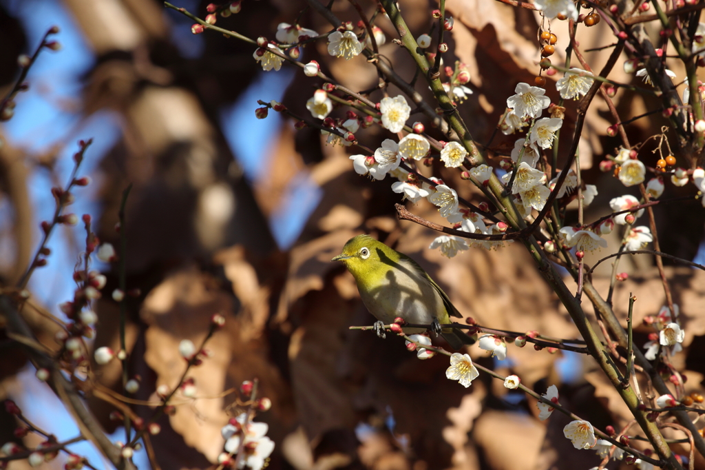 メジロに梅の影