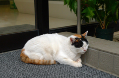 2009年8月23日のしーちゃん