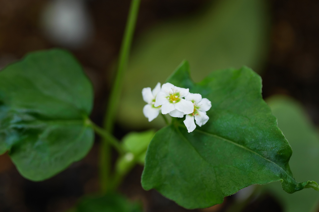 早くも開花蕎麦の花
