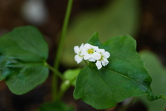 早くも開花蕎麦の花