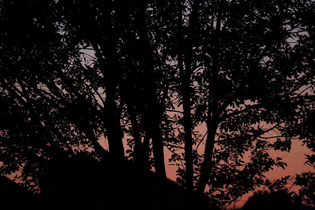 木立の夕暮れ