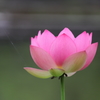 知里の曙に蜘蛛の糸