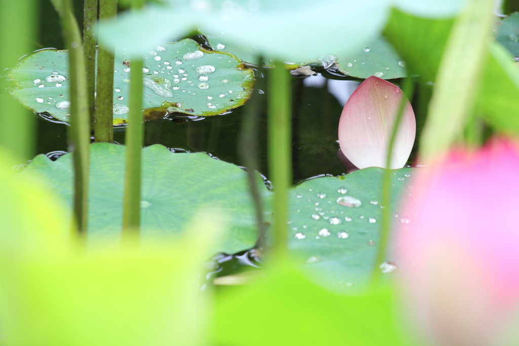 花弁のある風景