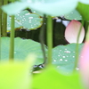 花弁のある風景