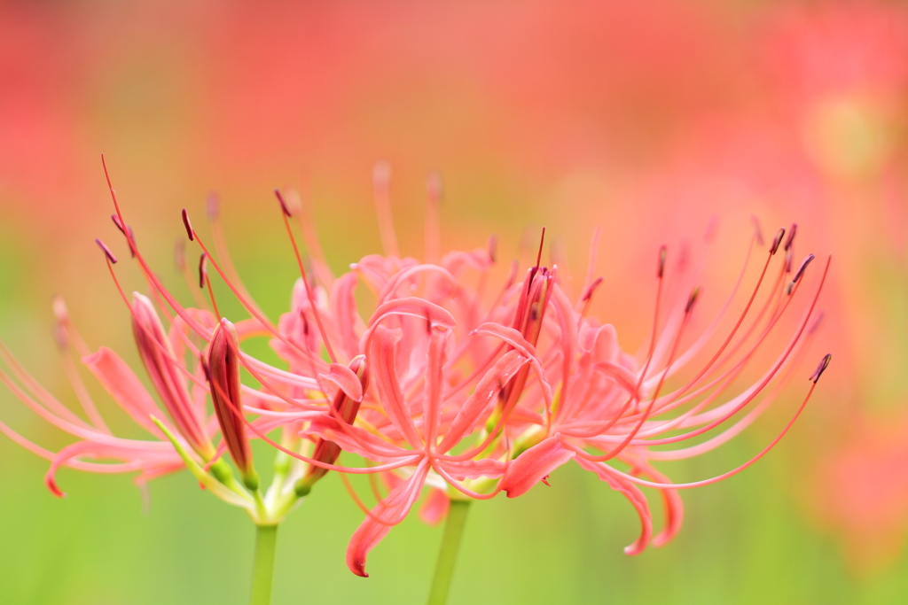 開放ハイキーで表現した紅い曼殊沙華