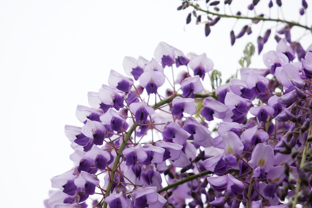 フジの花も始まる