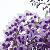 フジの花も始まる