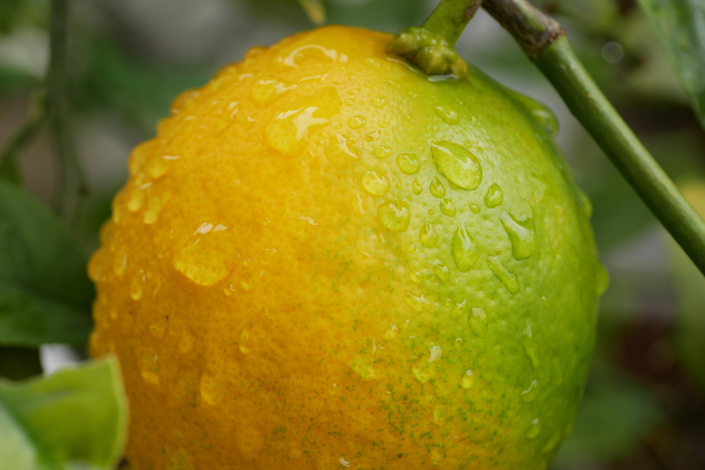 完熟レモンとグリーンレモンの間