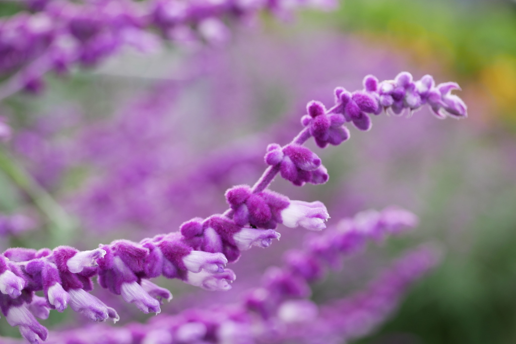 季節の花・セージ