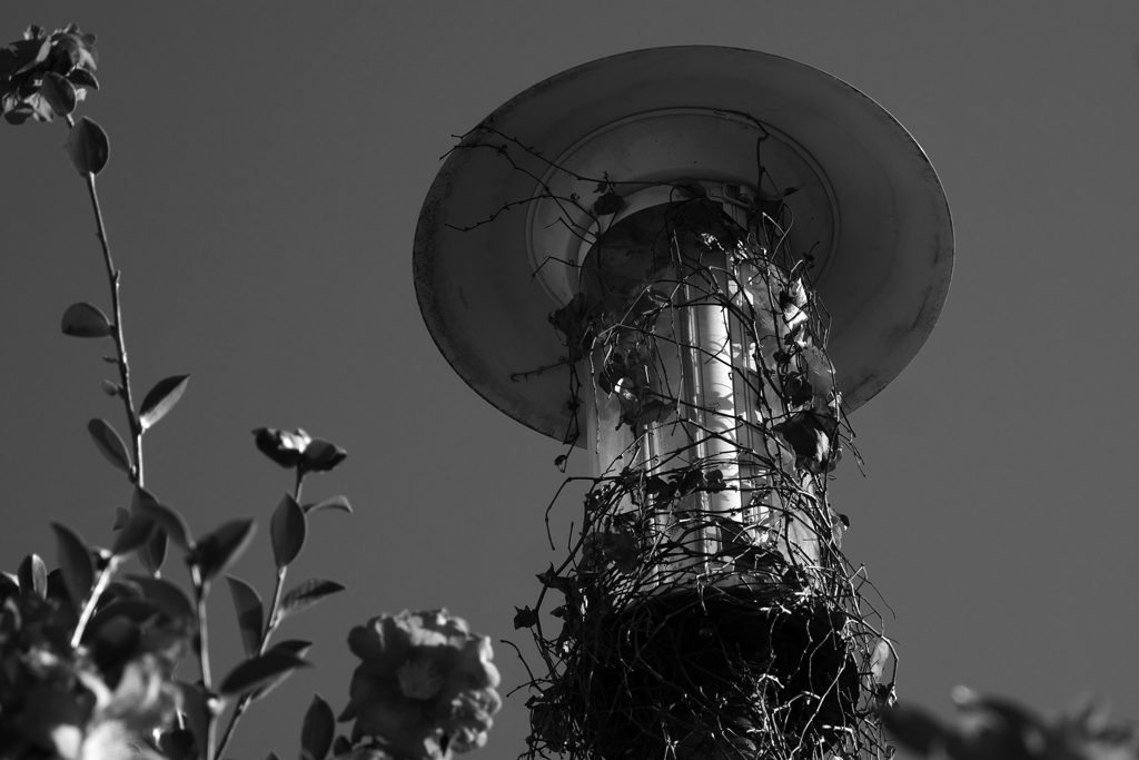 ivy lamp