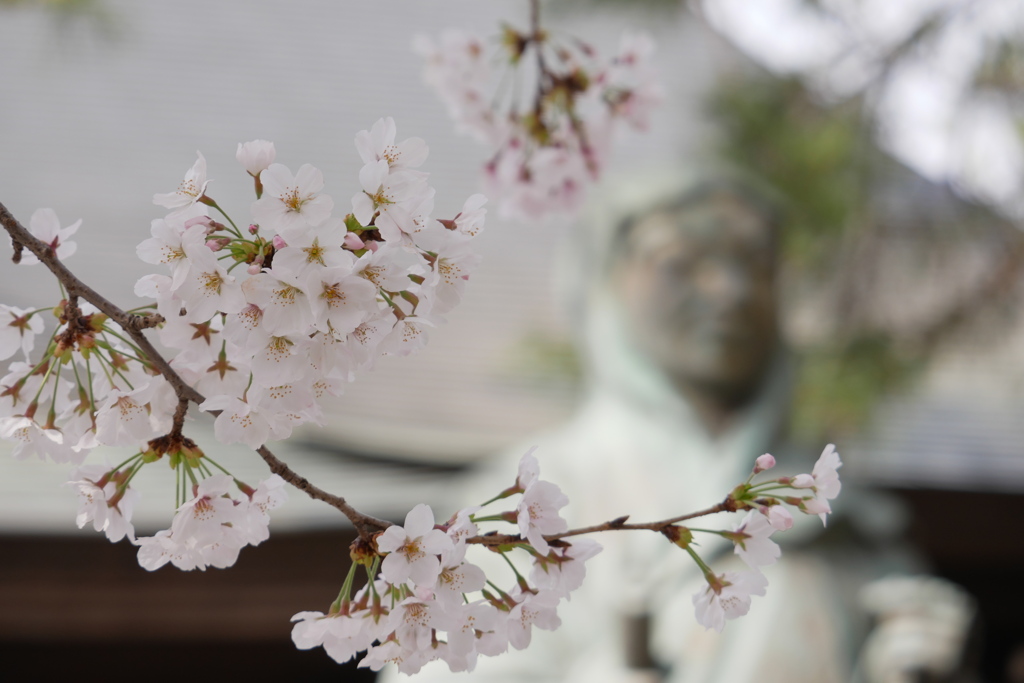 境内のソメイヨシノ