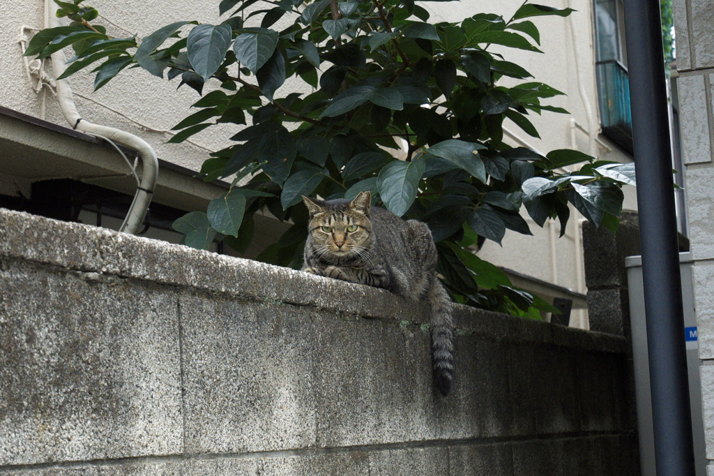 跨座式モノレール