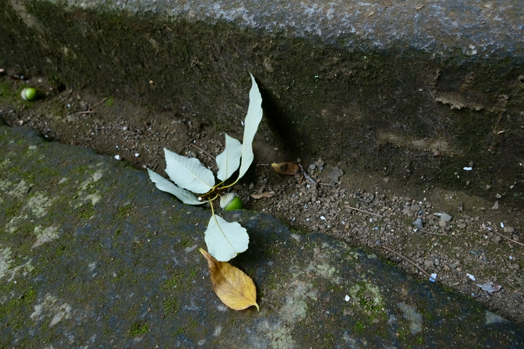 落とされた枝