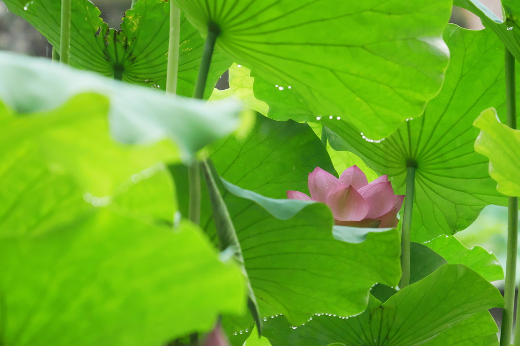 雨のハス池