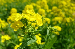 日向の菜の花♪