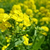 日向の菜の花♪
