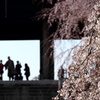 桜談義