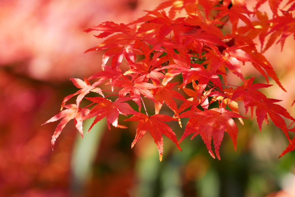 木洩れ日落ちる紅葉の楓