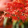 木洩れ日落ちる紅葉の楓