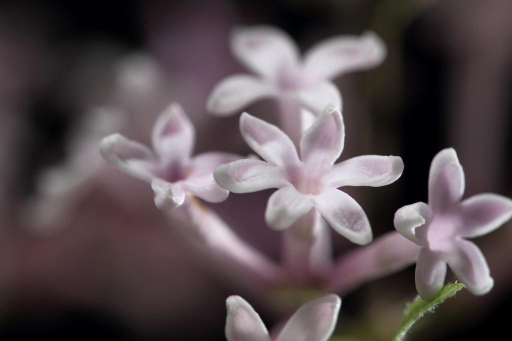 姫ライラックの花弁