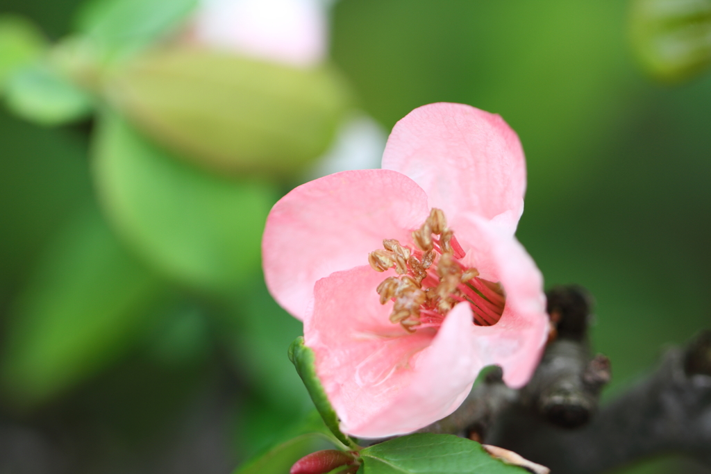 柔らかに咲くボケの花