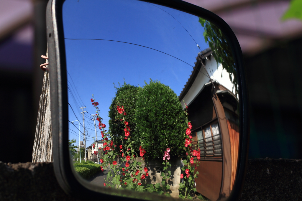 鏡の中のタチアオイ・朝