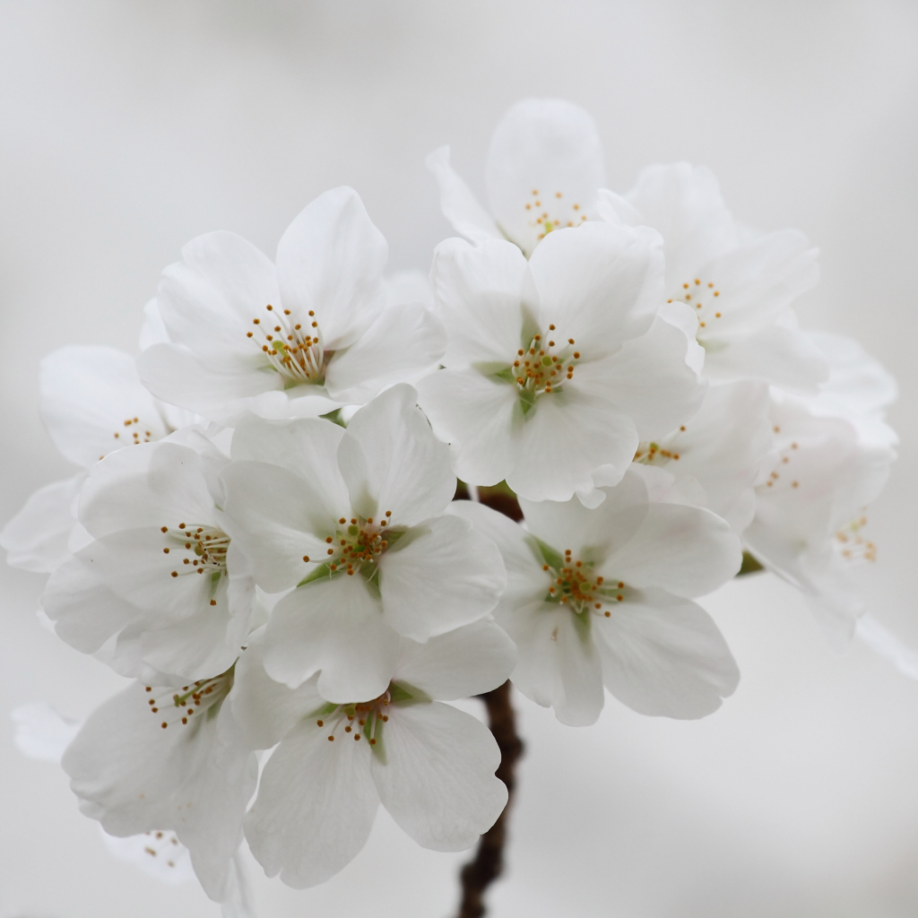 白い花束