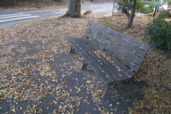 落ち葉とベンチと犬