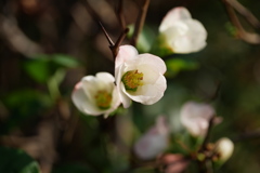 12月の木瓜