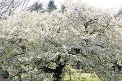 白い花の咲く一本の大きな桜の樹