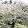 白い花の咲く一本の大きな桜の樹