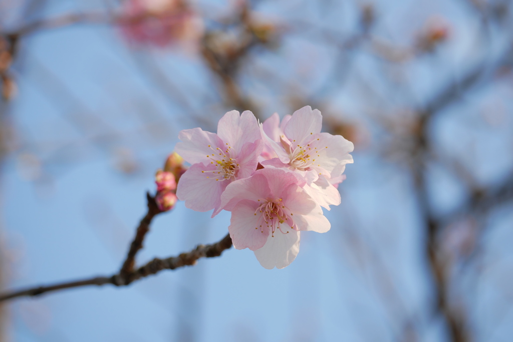 チラホラ河津桜