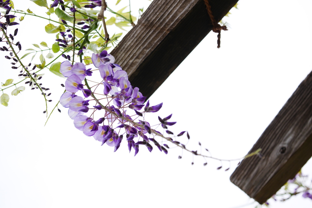 一房の藤の花