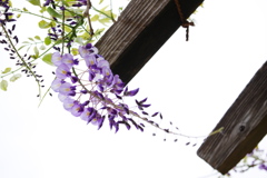 一房の藤の花