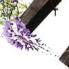 一房の藤の花