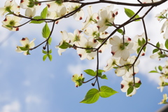 白いハナミズキ越しに見る青い空