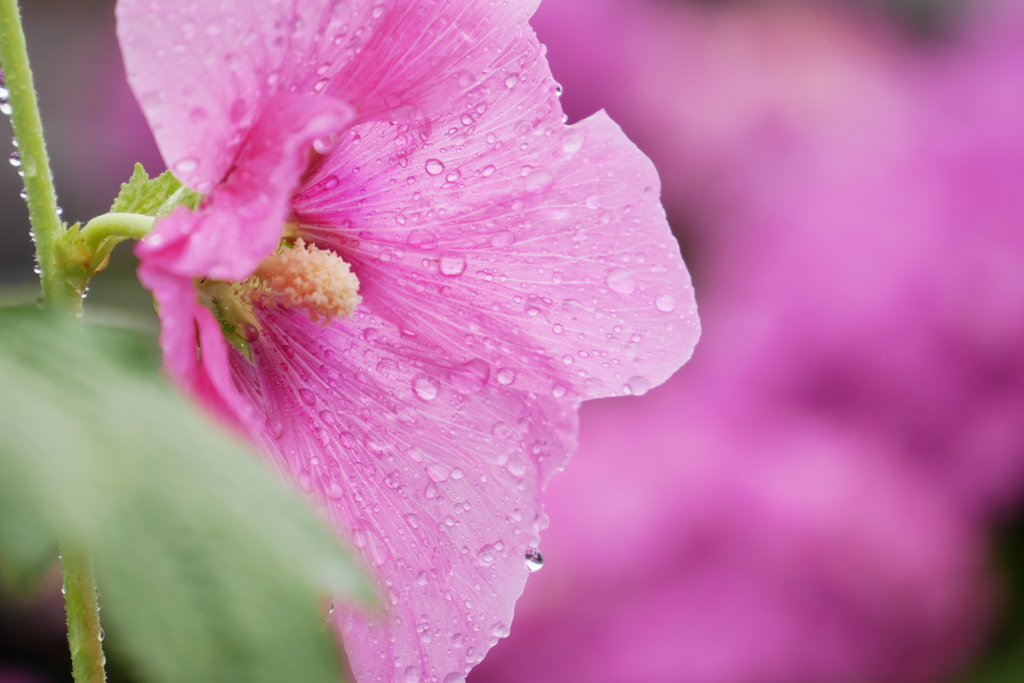 タチアオイの花に雨