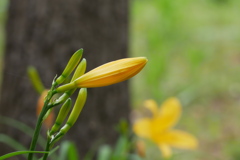 キスゲの森